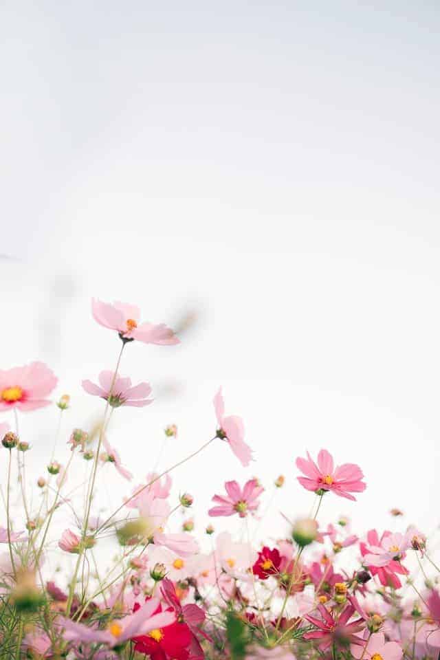 pink spring flowers against sky