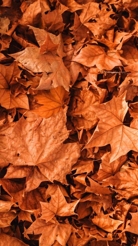 halloween wallpaper background image consisting of pile of bright orange fall leaves on ground