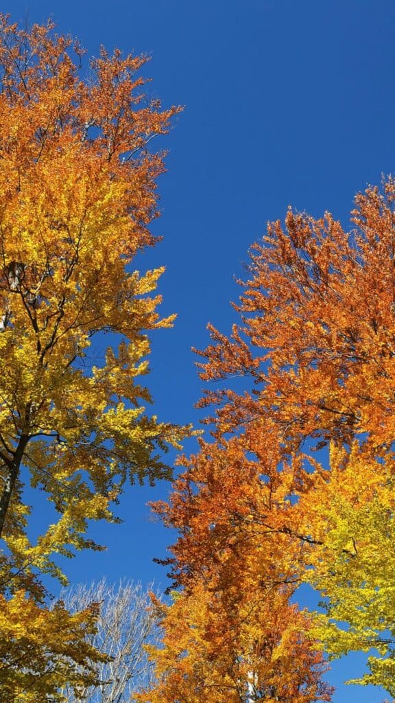 halloween wallpaper background image consisting of blue sky with towering fall trees shot from below