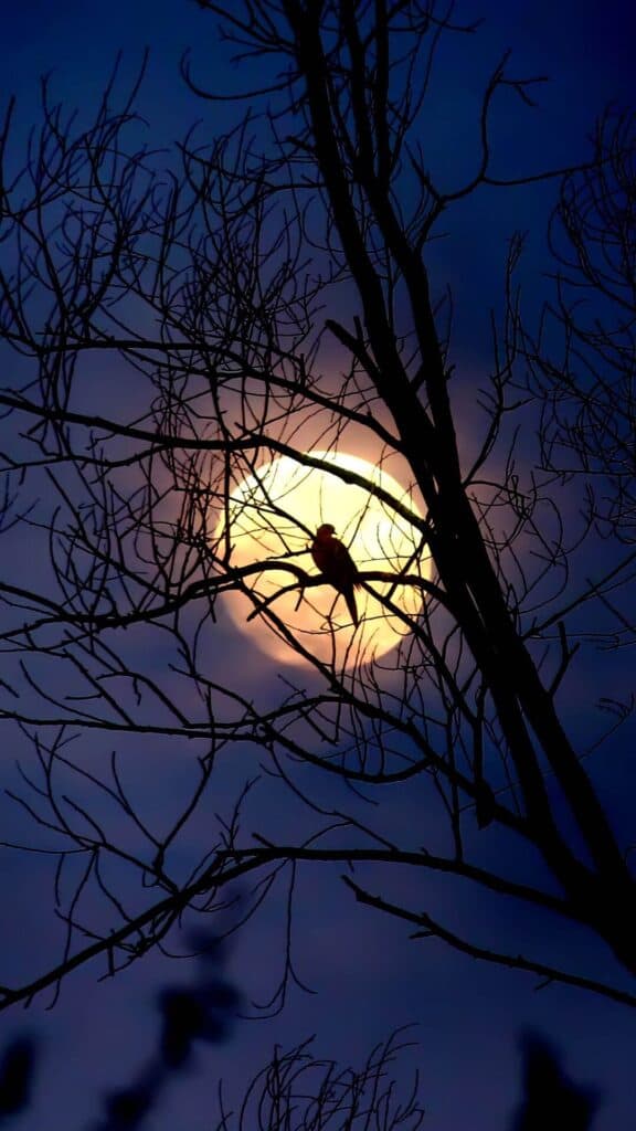 halloween wallpaper background image consisting of black bird and tree silhouetted against a dark sky and bright full moon