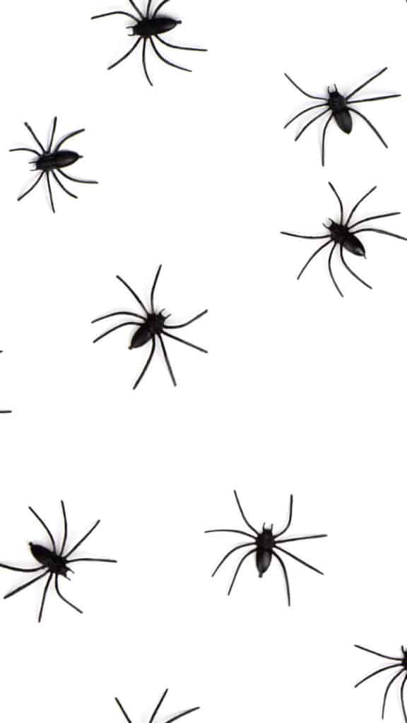 halloween wallpaper background image consisting of plastic spiders on white backdrop